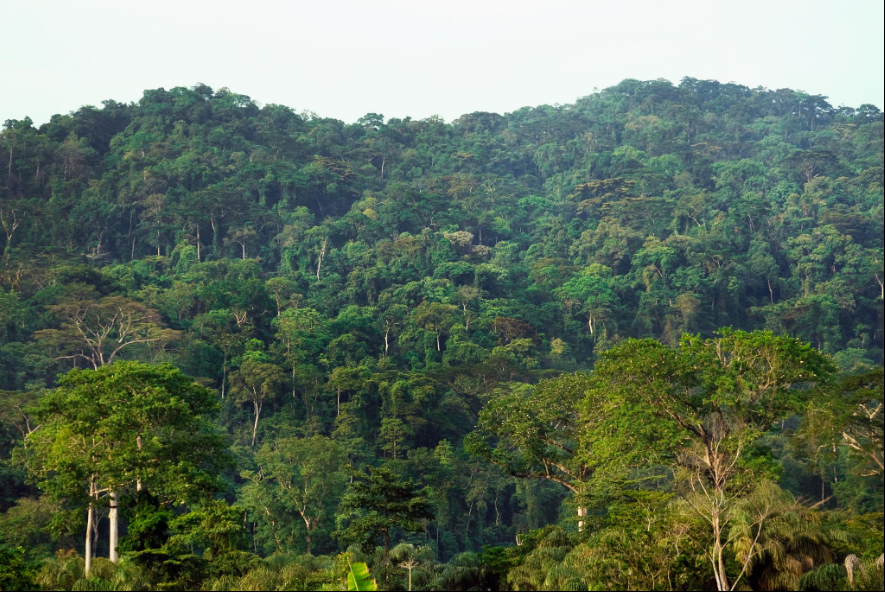 Liberia forest landscape